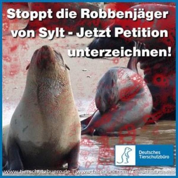 Deutsches Tierschutzbüro fordert: Stoppt die Robbenjäger von Sylt! Mailaktion gestartet – über 1500 Menschen h