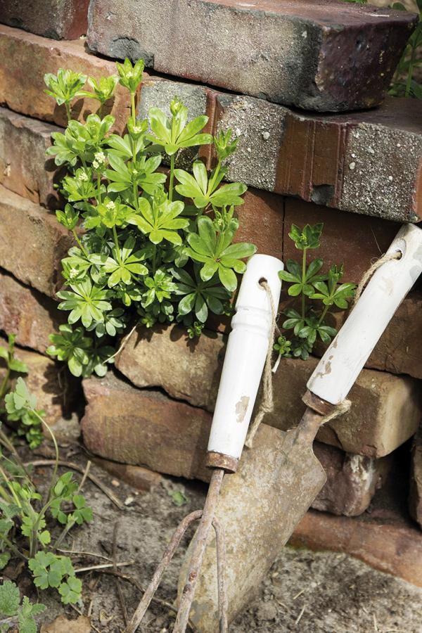 Waldmeister ’Mystischer Zauber’ bringt frisches Frühlingsaroma