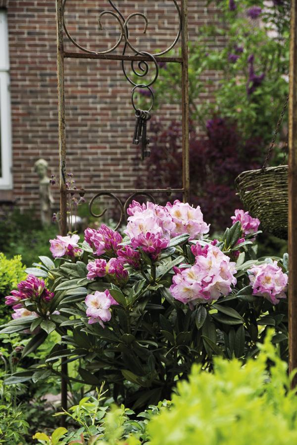 Rhododendron ’Luftschloss’ zeigt das ganze Jahr satte Farben