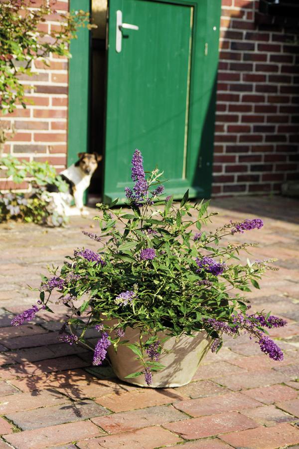 Buddleja 'Kleiner Terrassenfalter' zieht Schmetterlinge auf Ihre Terrasse