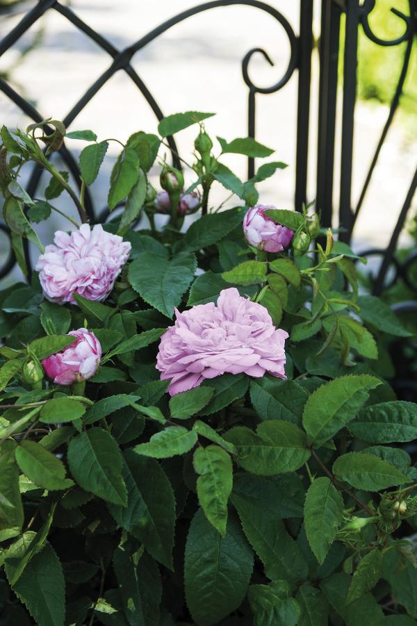 Rosenträume mit "Landhochzeit" und "Historischer Marianne"