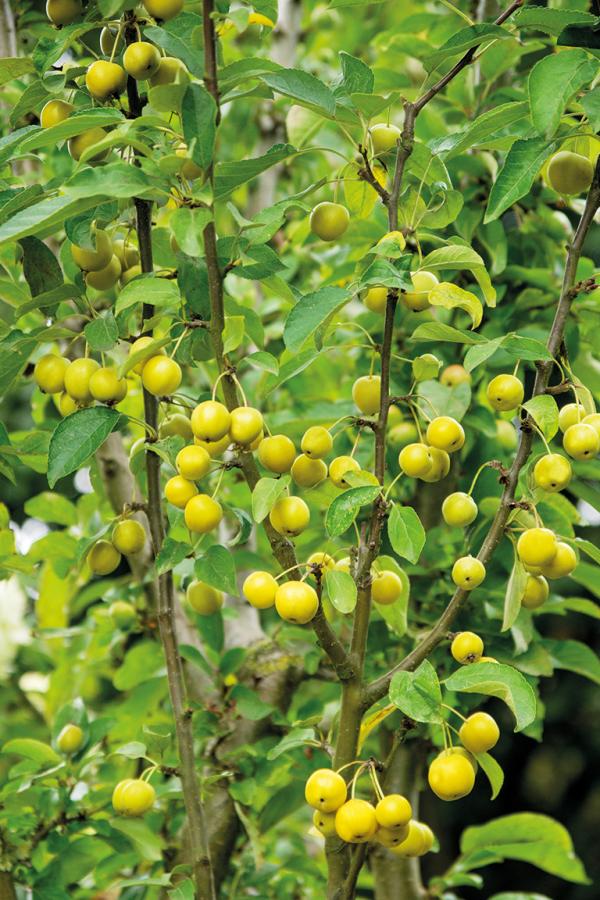 Zierapfel 'Goldtaler' überzeugt nicht nur mit Zierwert im Frühjahr und Herbst