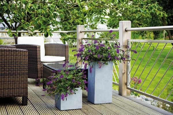Zart & zauberhaft: attraktive Sommerflieder-Neuzüchtung