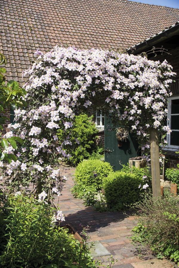 Clematis 'Hochzeitsschleppe' duftet herrlich süß