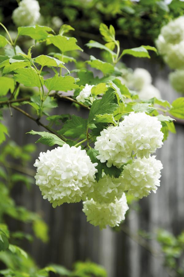 Viburnum 'Tanzender Ball' zeigt weiße Blütenbälle im Mai