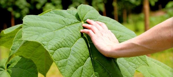 TREEME-Projekt für naturverbundene Sparer