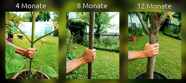 TREEME - Schnell wachsendes "Baumfairmögen"