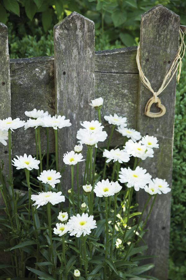 Sommermargerite 'Naseweis' überzeugt auch als Schnittblume