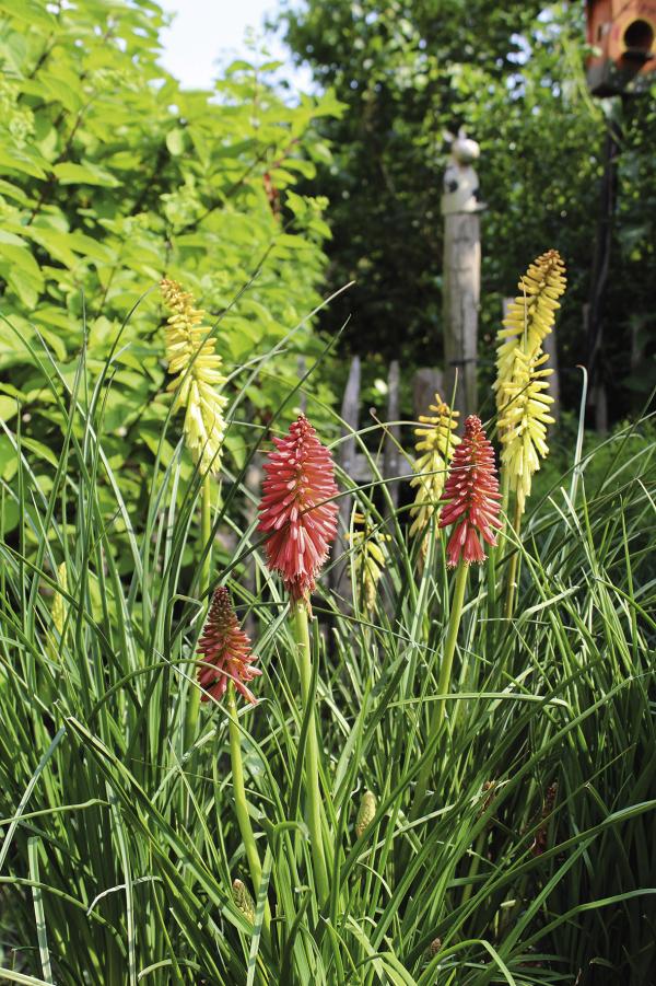 Leuchtende Blütenkolben setzen vertikalen Akzent im Garten