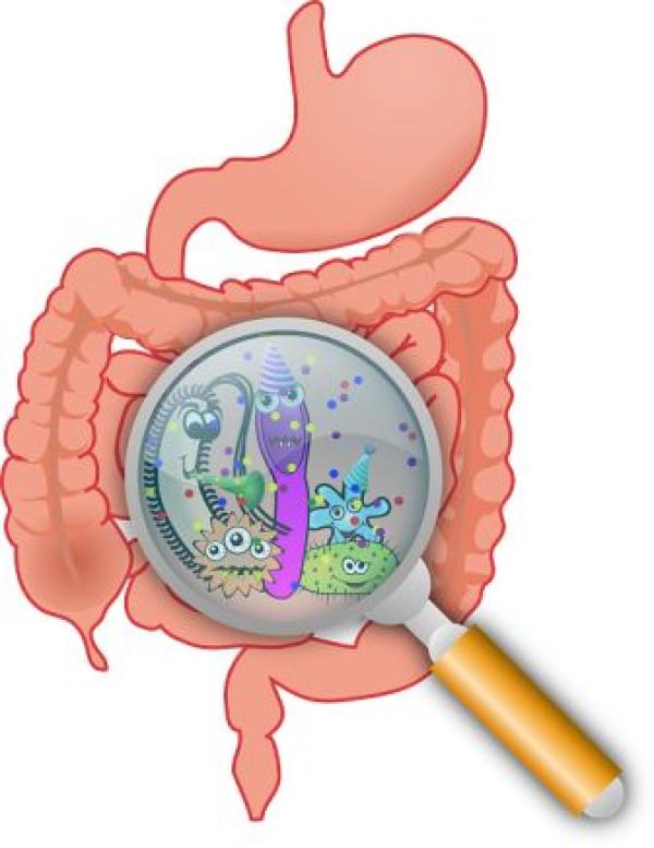 Unsere Verdauung optimieren ist das A und O der Gesundheit