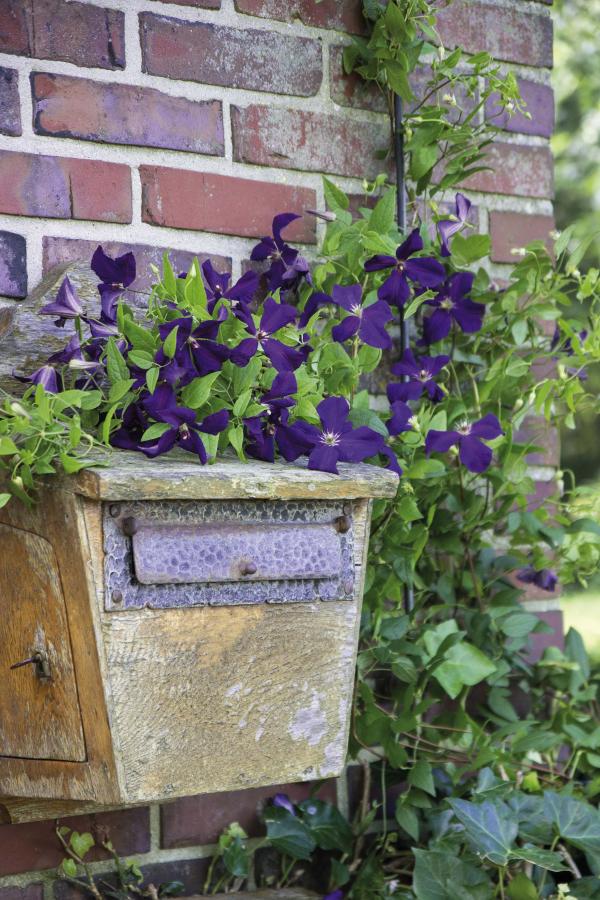Wildclematis 'St.Violetta' erstrahlt in einem satten Violett