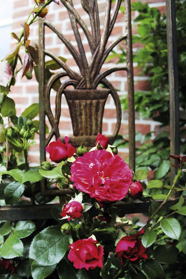Prachtvolle Kletterrose 'Dornröschens Liebe'