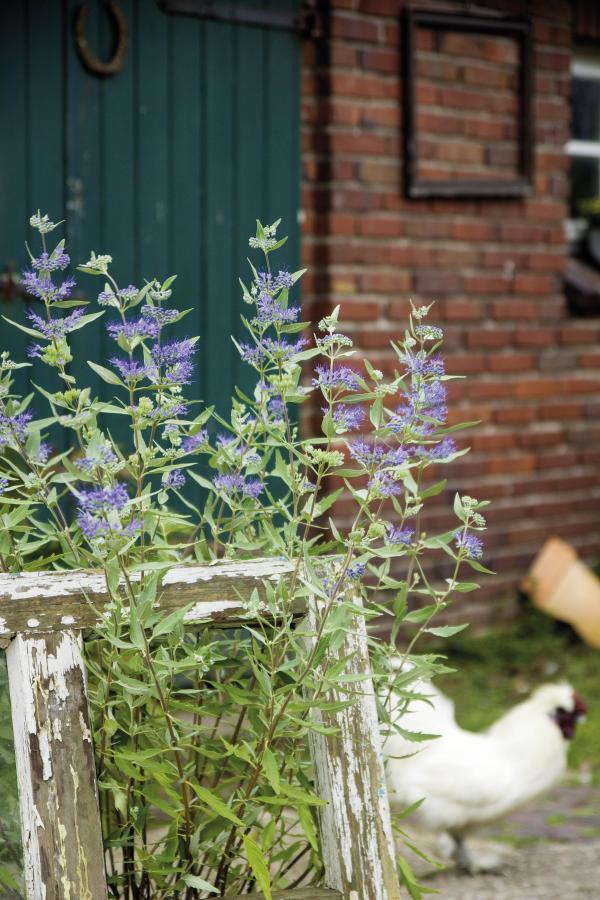 Bartblume 'Blaue Wiese' erfreut sich großer Beliebtheit