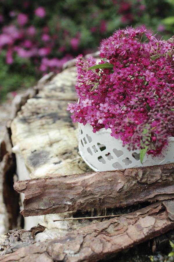 Sommerspiere 'Rosa Magie'