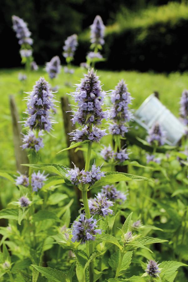 Duftnessel 'Bienen-Wunder' von LANDGEFÜHL®