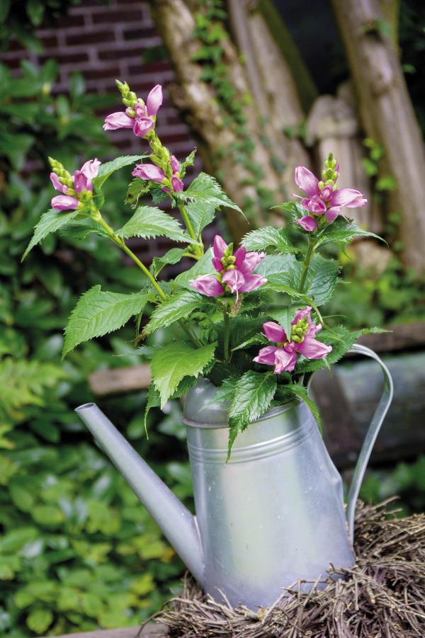 Insektenmagnet Schildblume 'Zinnsoldat' besonders winterhart