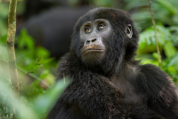 Uganda - Der Geheimtipp für den etwas anderen Urlaub