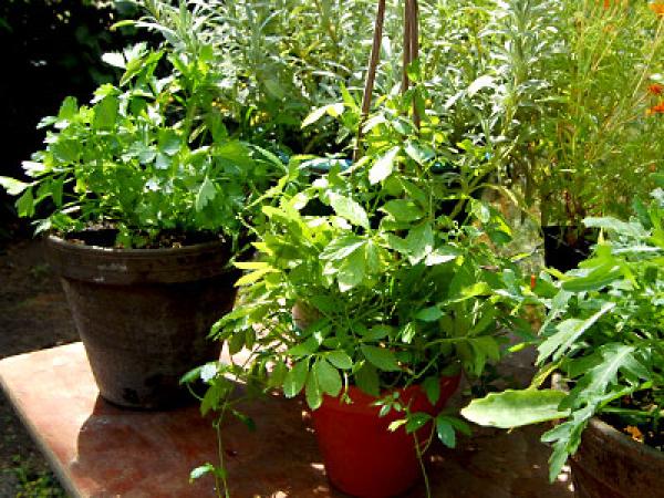 Kräuter selber ziehen im Garten und auf dem Balkon