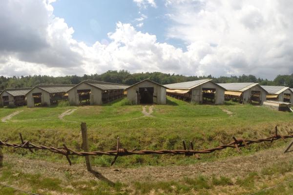 Letzte Nerzfarm in Sachsen-Anhalt steht vor dem Aus