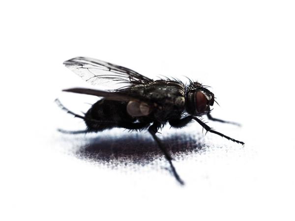 Fliegengitter vor Fenster und Türen