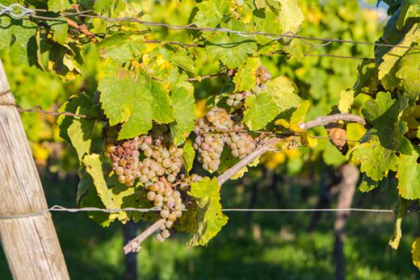 7 Schritte der Weinherstellung - von der Traube in die Flasche