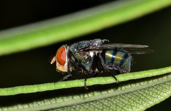 Warum Fliegengitter Sinn machen