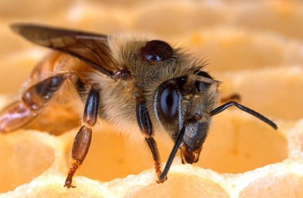 Fliegengitter erhöhen den Wohnkomfort