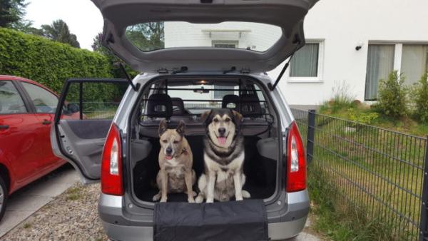 Der Hund im Auto - darauf sollten Hundehalter achten 