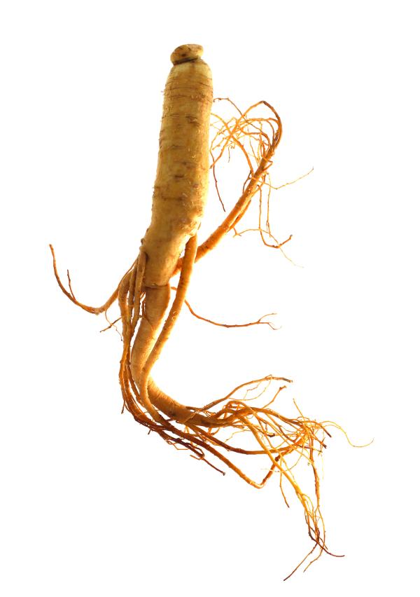 Ginseng - Heilmittel aus der Natur