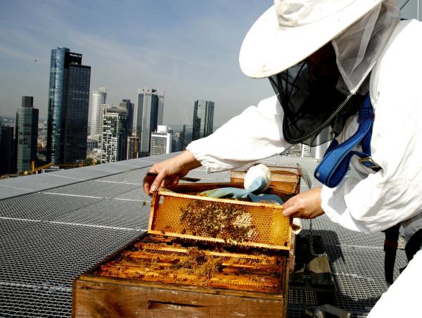 5-Sterne Bienen im Jumeirah Frankfurt