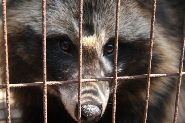 Warnung: Kaufhaus Breuninger verkauft Hundefelle - Tierrechtler lassen rechtliche Schritte prüfen