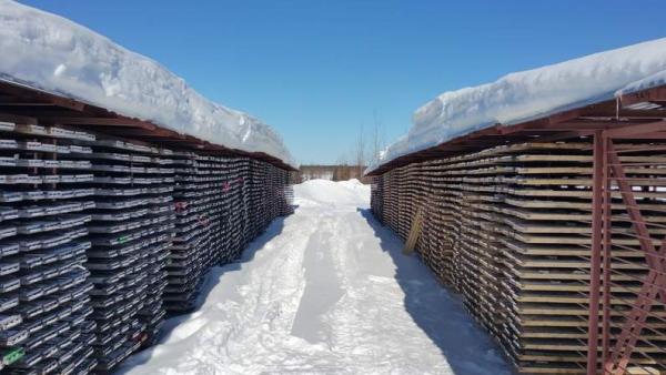 Maple Gold Mines - der neue Star im Abitibi Greenstone Belt