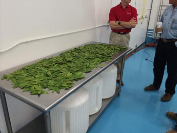 "Wir essen die Welt" oder essen wie im Dschungelcamp