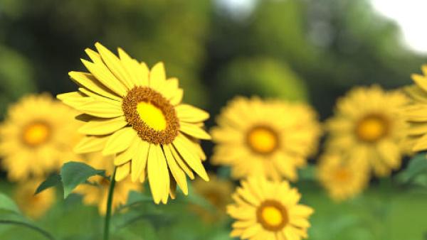 Innerer Frieden durch gechannelte Meditation