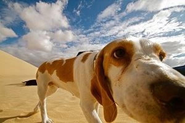 Die Wenningstedter Hundstage auf Sylt 2018 - Mal richtig Urlaub mit Hund machen