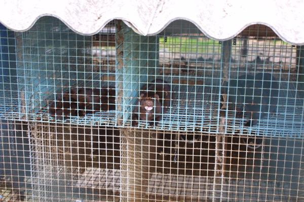 Letzte Pelzfarm Deutschlands steht in Rahden (Nordrhein-Westfalen) 