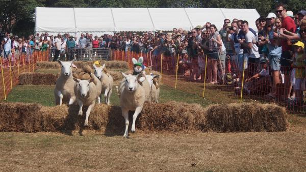 Schafsrennen, Vogelscheuchen und ein Blumenkrieg - Guernsey Event-Highlights im Sommer 2018