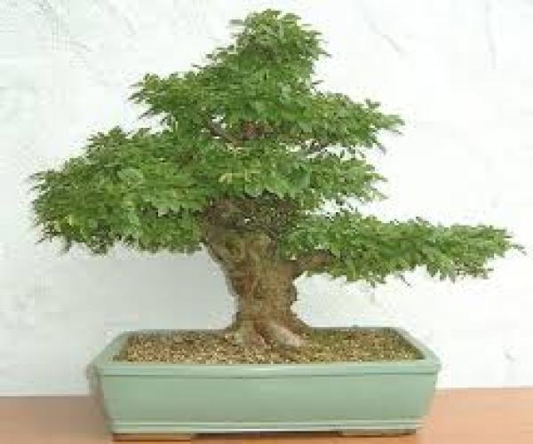 Bonsai, alles über den Baum in der Schale