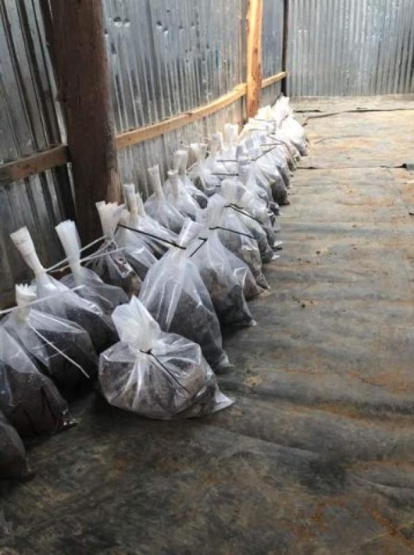 JPMorgan glaubt an stark steigenden Goldpreis