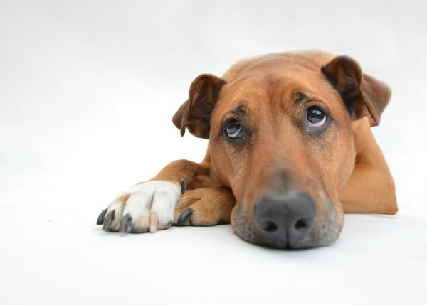 Schmerzen beim Hund - wie man erkennt, ob ein Hund Schmerzen hat und was man tun kann