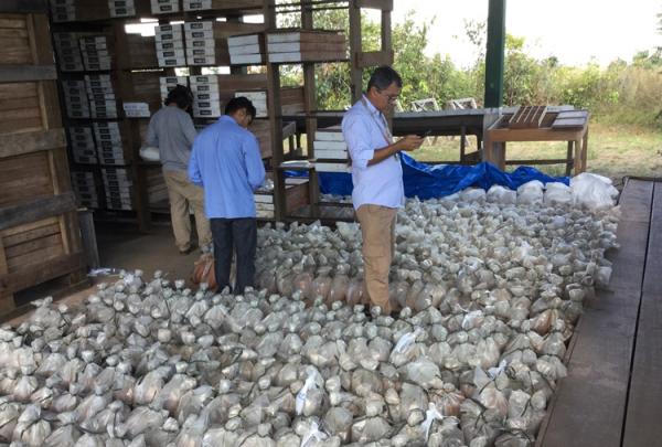 TriStar Gold präsentiert robuste Zahlen für das Goldprojekt CDS