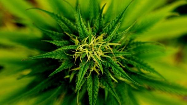 Chemesis sichert sich neuartige Cannabis-Extraktionsmethode! 