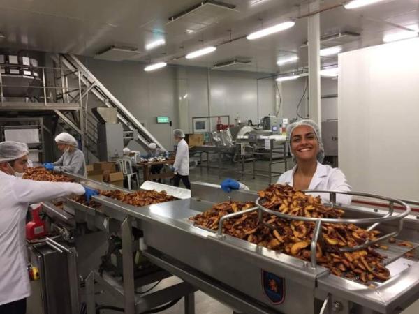 Hummer - Kakerlaken des Meeres