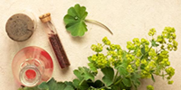 Die Lieblingspflanze der Alchemisten als Zauberkraut für die Wechseljahre