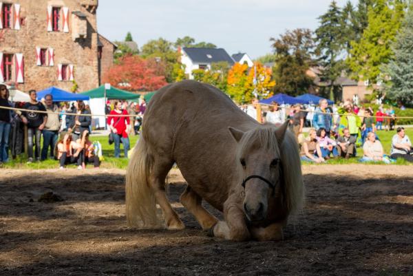 Outdoor-Reitsportmesse für Pferdebegeisterte - Erste "Equitage" auf Burg Satzvey vom 20. bis 22. September 