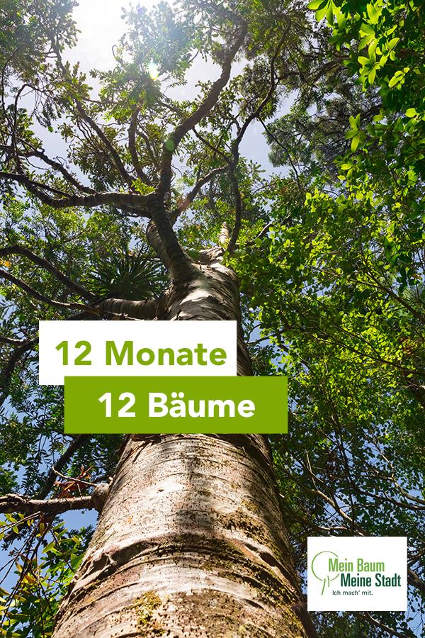 12 Monate - 12 Bäume