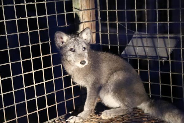 Deutsches Tierschutzbüro deckt Tierquälerei auf polnischen Pelzfarmen auf & rettet Polarfuchs 