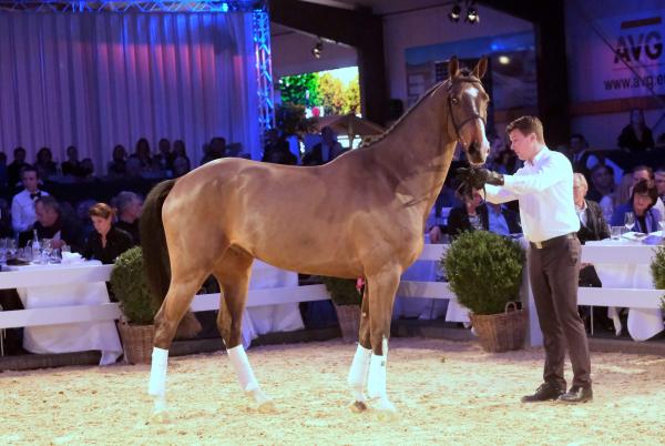 Spitzenumsatz auf der 15. Internationalen Springpferdeauktion von Hetzel Horses