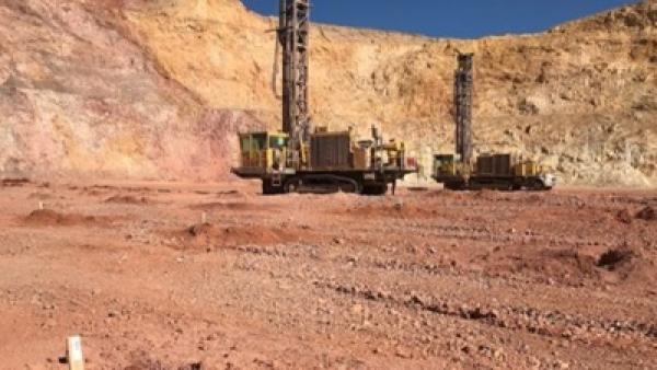 Gold und schwarze Schwäne