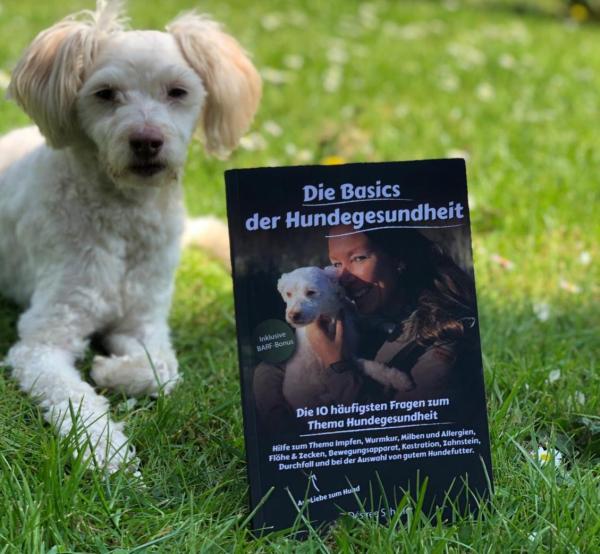 Die Basics der Hundegesundheit